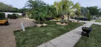 Residential sod and planting installation in progress around mature palms and bed edging